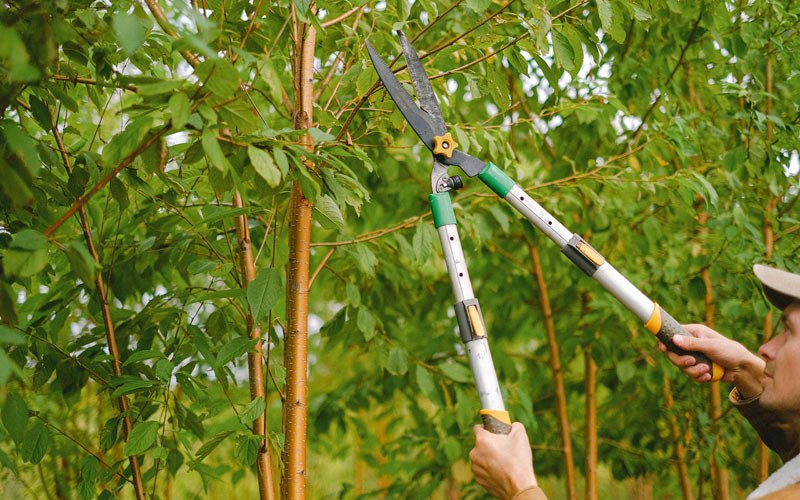 Tree trimming in Burkesville, KY